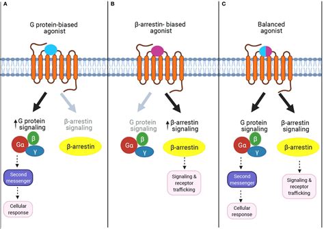 GPCR signaling via β.